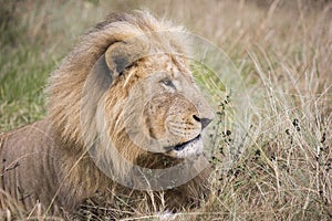 Old male lion lying down in the grass