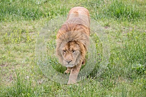 Old male lion walking in the grass photo