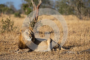 Old male lion watching hyenas close by early morning