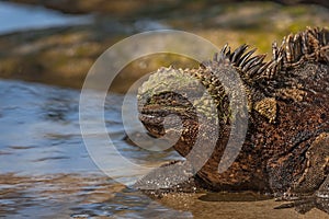 Old Male Marine Iguana