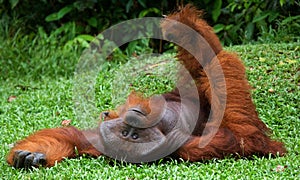 Old male orangutan lying on the grass. Funny pose. Indonesia. The island of Kalimantan Borneo.