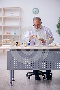 Old male paleontologist examining ancient animals at lab