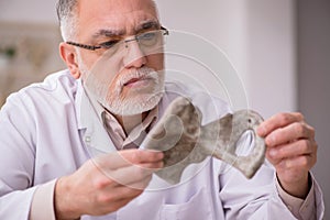 Old male paleontologist examining ancient animals at lab