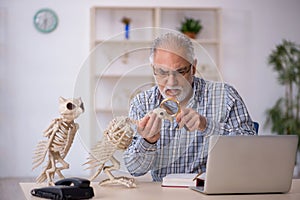 Old male paleontologist examining ancient animals at lab