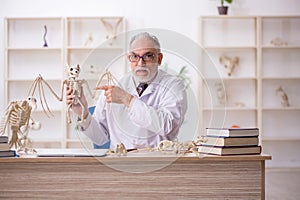 Old male paleontologist examining ancient animals at lab