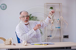 Old male paleontologist examining birds at lab