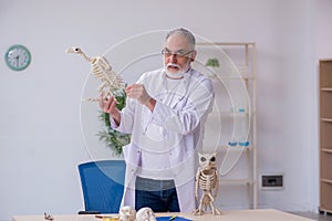 Old male paleontologist examining birds at lab