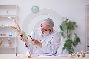 Old male paleontologist examining goat head at lab