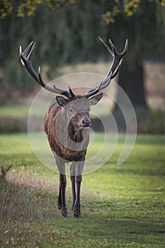 Old male red deer with impressive antlers
