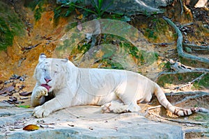 An old male snow tiger is licking its claws