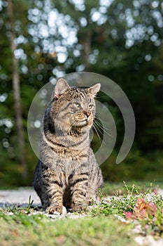 Old male tabby cat