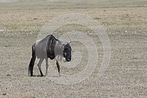 old male White bearded Wildebeest that wanders through the African savanna in the dry season