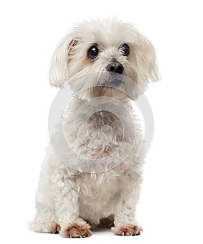 Old Maltese dog with cataract, sitting, looking away