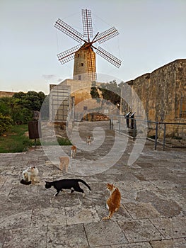 Old Maltese Windmill
