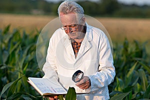 Old man agronomist in corn field