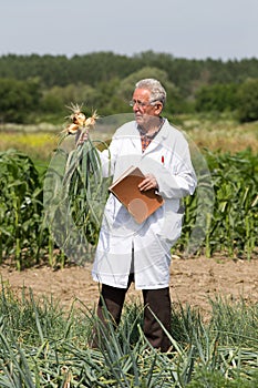 Old man agronomist in onion field