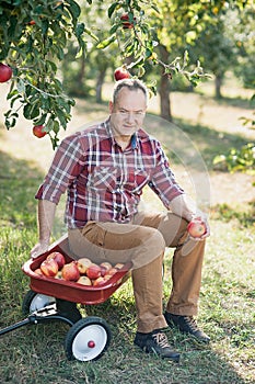 Old man with Apple in the Apple Orchard