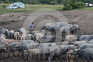 Old man and buffaloes