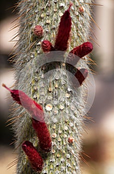 Old Man cacti Cephalocereus senilis with blooming red flowers photo