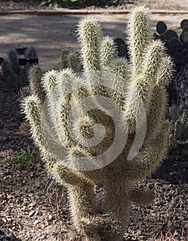 Old Man Cactus, Cephalocereus senilis photo