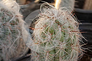 Old man cactus cephalocereus senilis grows hairy in a cactus greenhouse in Arizona, USA photo