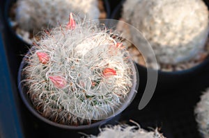 Old man cactus. Cephalocereus senilis, is white hairy cactus