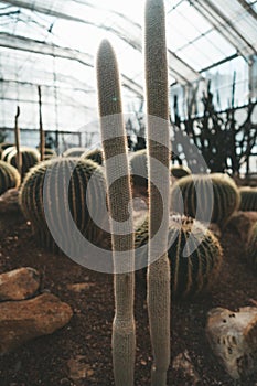 Old man cactus in Queen Sirikit Botanical Garden