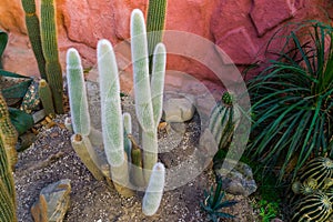 Old man cactus in a tropical garden, grey bearded cactus, Endangered plant specie from mexico