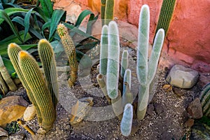 Old man cactus in a tropical garden, white hairy coated cactus, Endangered plant specie from mexico