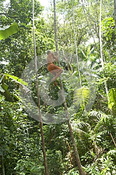 Old man climbing up palm tree in rainforest