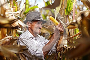 Old man at corn harvest