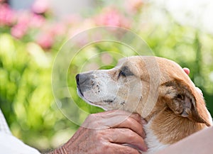 Old man cuddling dog