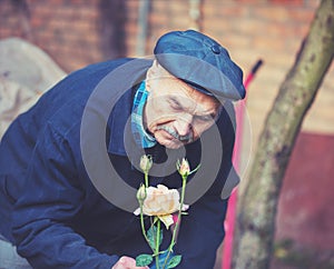 Old man cultivates roses