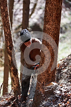 Old man cutting trees using a chainsaw