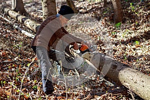 Old man cutting trees using a chainsaw