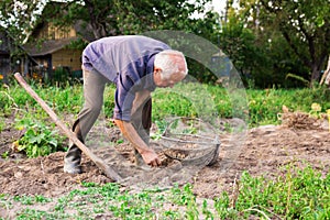 Old man digging up potatoes in garden