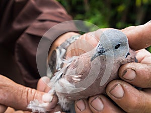 Old Man and The Dove