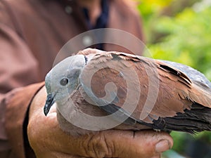 Old Man and The Dove