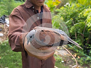 Old Man and The Dove