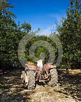 Old man driving in reverse his tractor