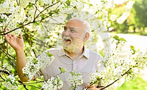 Old man enjoy cherry flowers. Bearded grandfather in garden. Man enjoy spring nature. Gardening hobby. Botanist examine