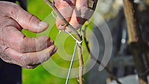 Old man farmer working in the garden