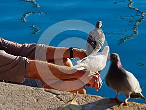 Old man feed pigeons by the sea Spain