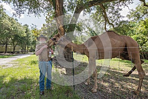 An old man feeding his camel.