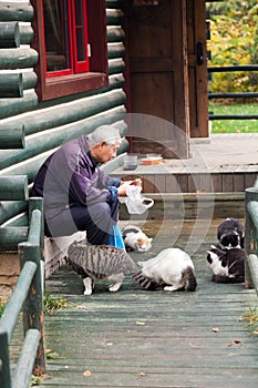 Old man feeding the stray cats in the park