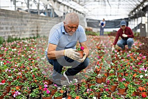 Old man florist sitting down and looking to the pot of waller's balsamine in greenhouse