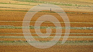 Old man on a fresh plowed field in area of Korce in Albania