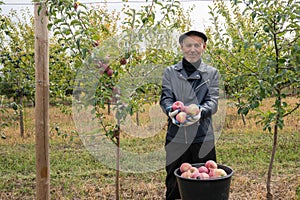 Old man gardener in black leather jacket and hat happy of the good harvest, stands among his garden, holds red apples in
