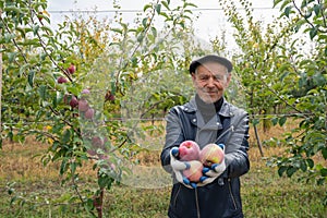 Old man gardener in black leather jacket and hat happy of the good harvest, stands among his garden, holds red apples in