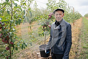 Old man gardener in black leather jacket and hat stands among his apple garden near the black bucket, harvesting apples